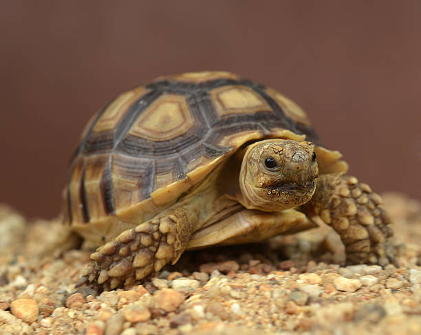 istock african spurred sulcata   isolated on a brown background 523446303