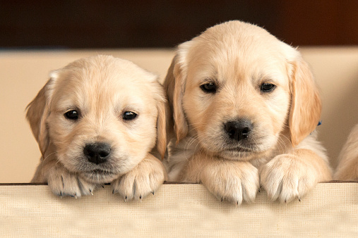 Two puppies with cute expression gazing at camera