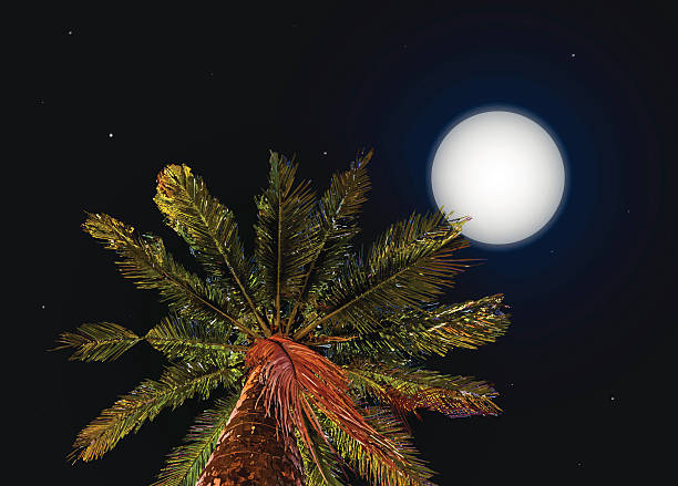 ilustrações de stock, clip art, desenhos animados e ícones de selva à noite.  vector fundo com lua e palma - rainforest tropical rainforest forest moonlight