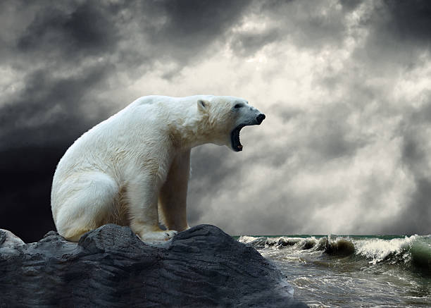 istock White Polar Bear Hunter on the Ice in water drops. 523455695