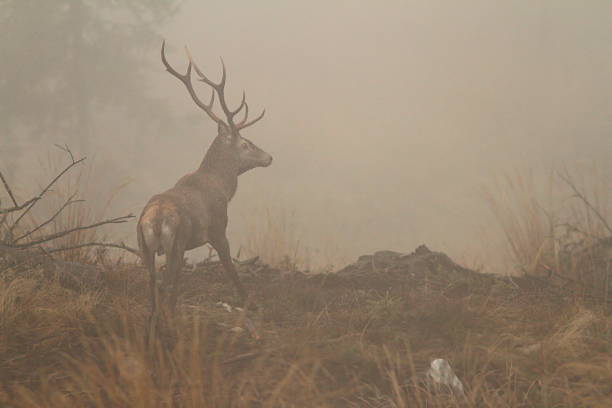 istock red deer stag in morning fog 523455717