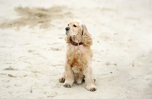 the cocker-spaniel plays on a beach in sand