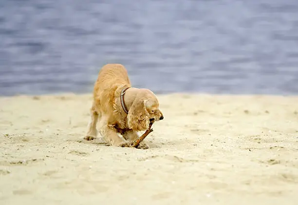 the cocker-spaniel plays on a beach in sand
