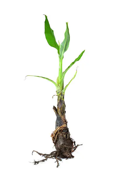 Banana tree isolated on white background.