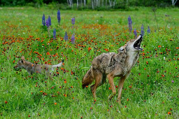 istock Coyote howling with little wolf pup. 523456557