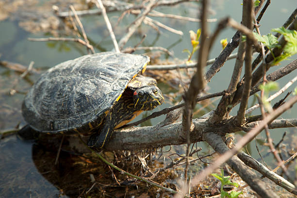 Turtle stock photo