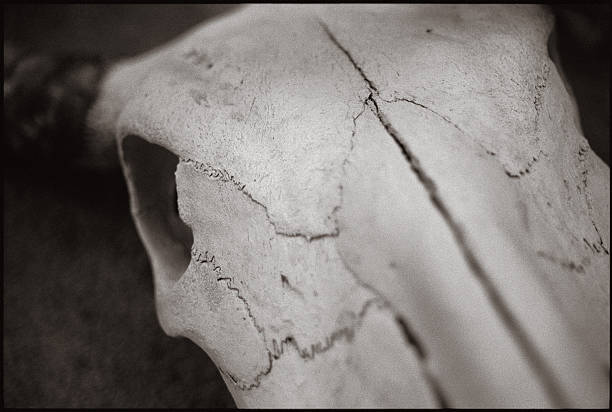 longhorn czaszki - horned death dead texas longhorn cattle zdjęcia i obrazy z banku zdjęć