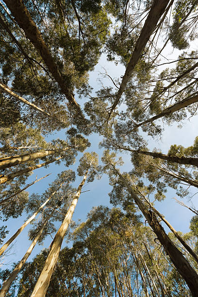 tall trees en el bosque. - tree area beautiful vanishing point tree trunk fotografías e imágenes de stock