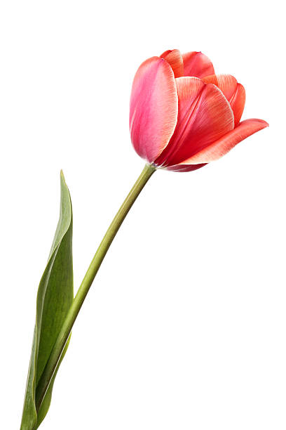 tulipe - single flower flower isolated tulip photos et images de collection