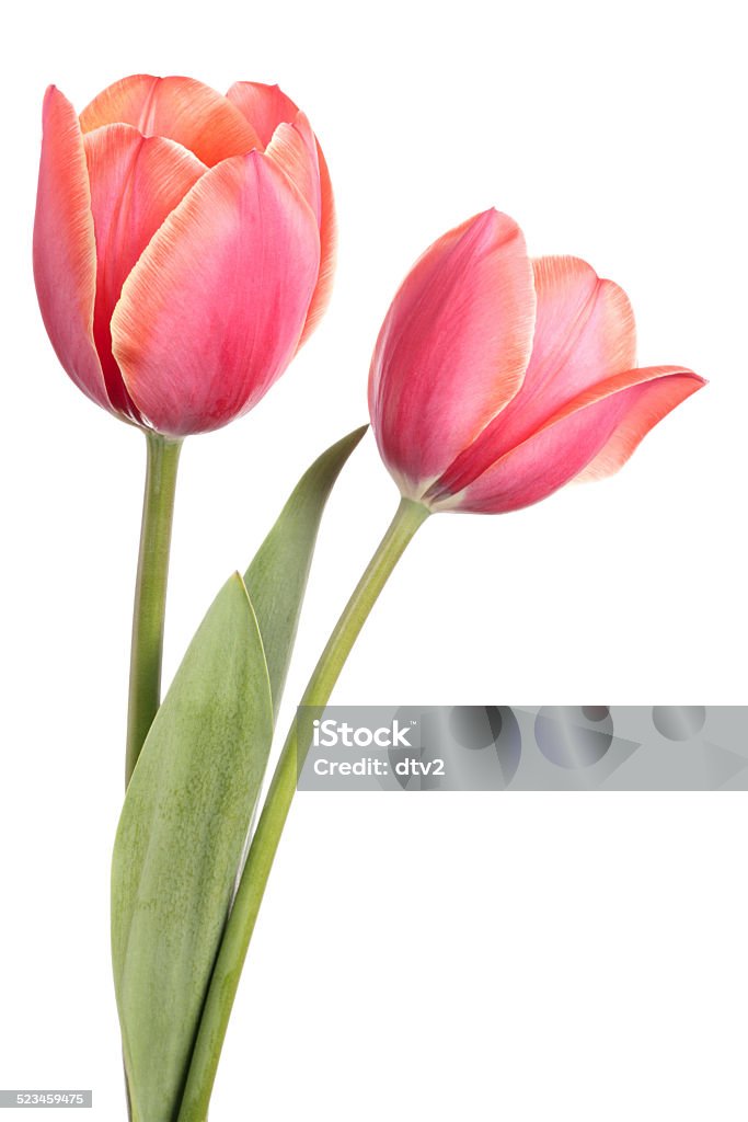 Tulipanes - Foto de stock de Tulipán libre de derechos