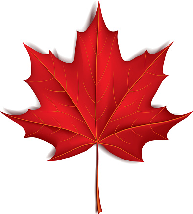 Red maple leaf isolated on white photo-realistic vector illustration