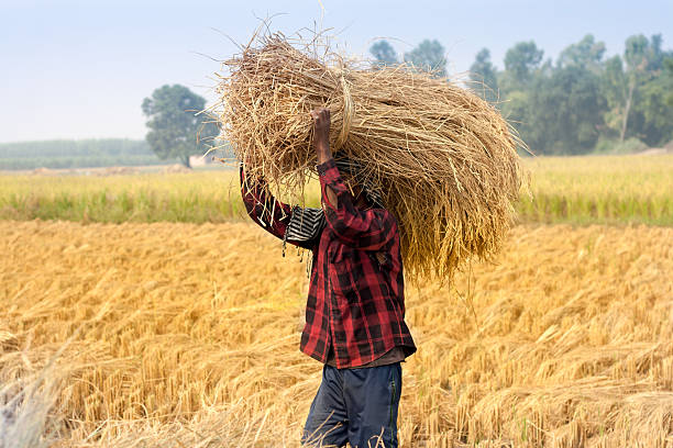 istock Farmer working in the Field 523460387