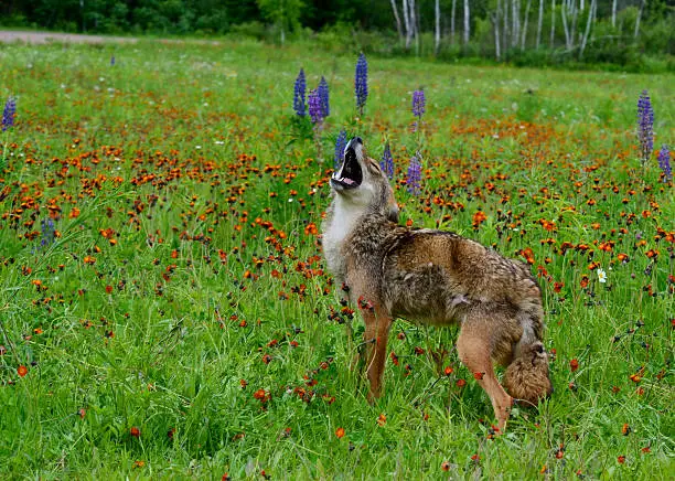 Photo of In a field of wildflowers, a coyote howls.