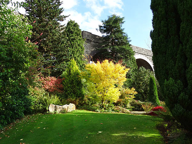 istock Yellow autumn leaves, coral-bark maple fall-colour (acer-palmatum 'senkaki'), Japanese maple 523461023