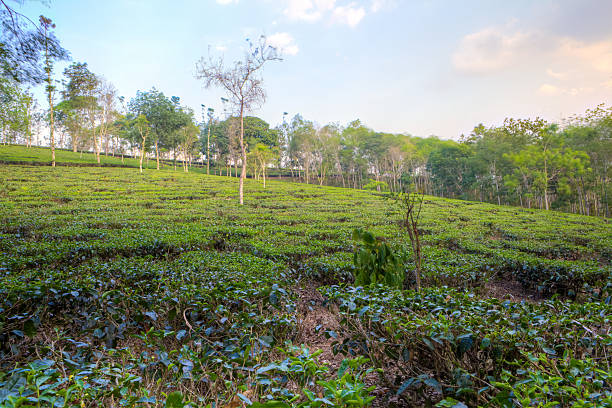istock Green Tea fields with trees in Indonesia 523461461