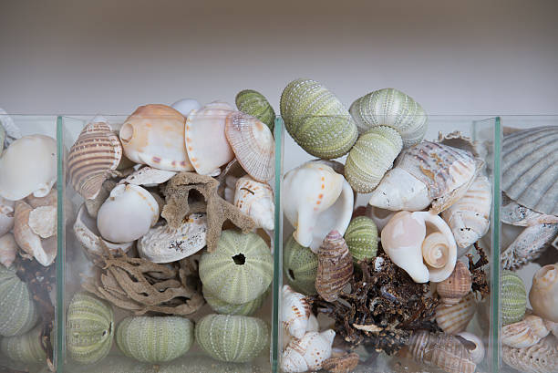 istock Seashells in Glass Vases 523461527