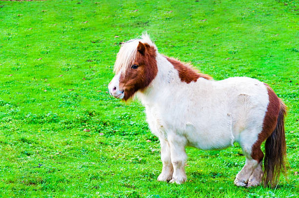 istock White chestnut pony horse in green grass field 523462011