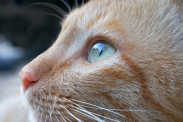 Close up of cat face stock photo