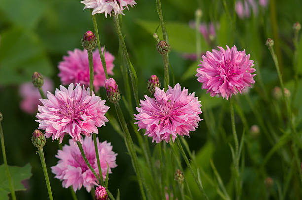 istock Pink Carnation blossoming in the garden 523462355