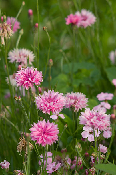 istock Pink Carnation blossoming in the garden 523462363