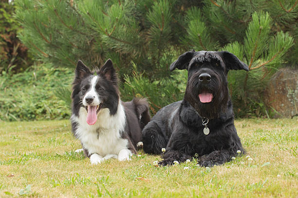 istock Dogs Outdoors 523462743