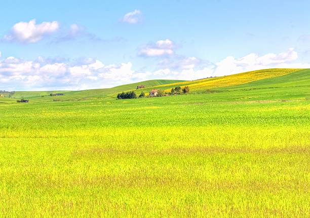 istock green grass field landscape under blue sky in spring 523469010