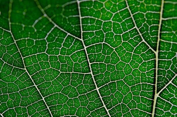 istock Texture of green leaf and veins 523470036