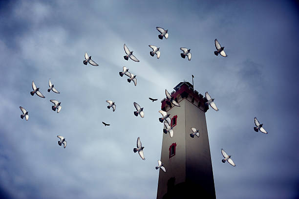 vögel fliegen durch dunkle lighthouse - coquimbo region stock-fotos und bilder