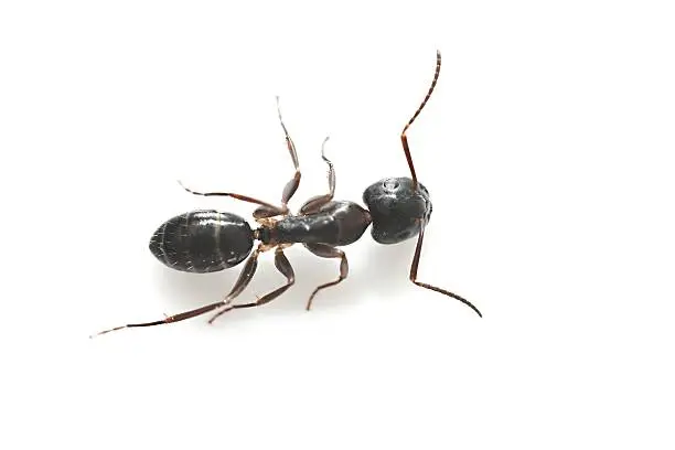 Black garden ant isolated on white background