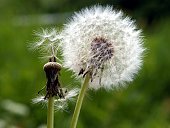 dandelions with seeds and blow-balls
