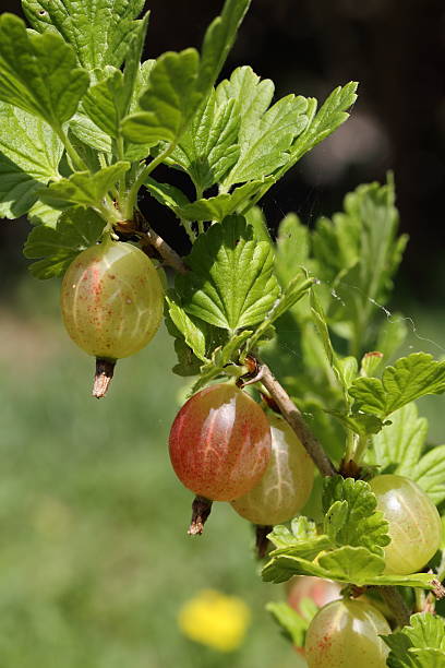 유기 gooseberries (ribes grossularia) - gooseberry bush fruit food 뉴스 사진 이미지