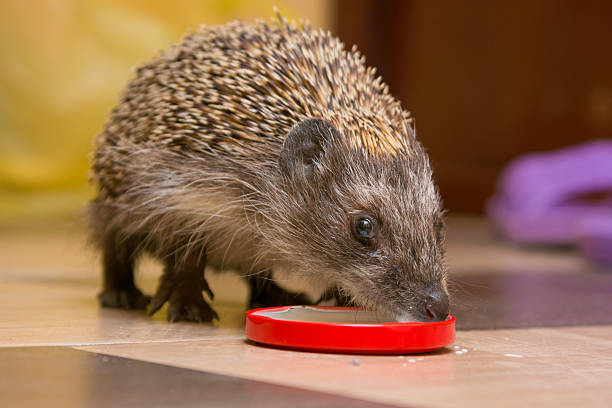 istock Hedgehog drinking milk with caps at home 523470784