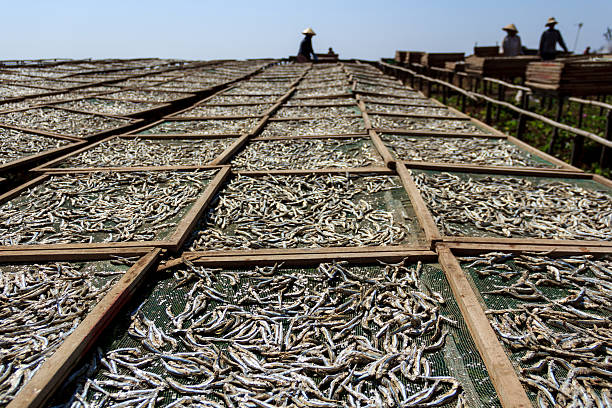 istock Dried Anchovies 523470949
