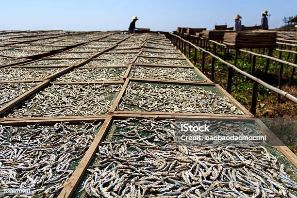 Dried Anchovies Stock Photo - Download Image Now - Anchovy, Binh Thuan Province, Boiled