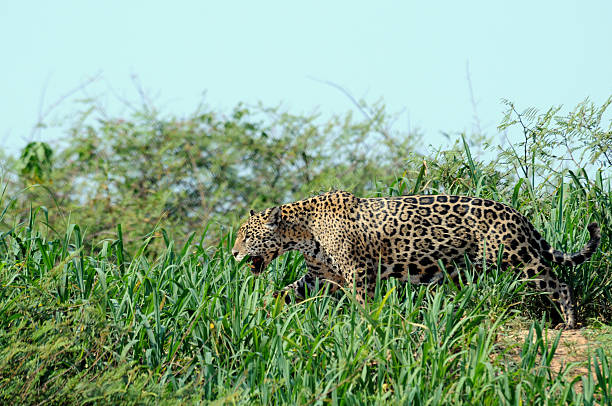 istock Jaguar in Pantanal 523470968