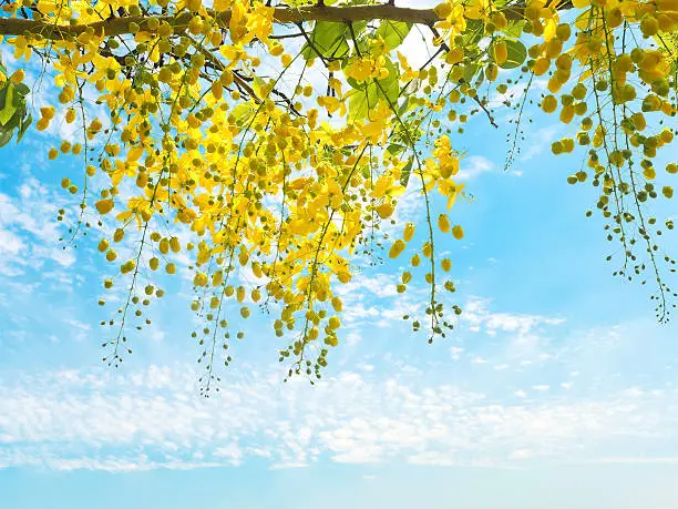 Photo of Golden shower flowers (Cassia fistula)