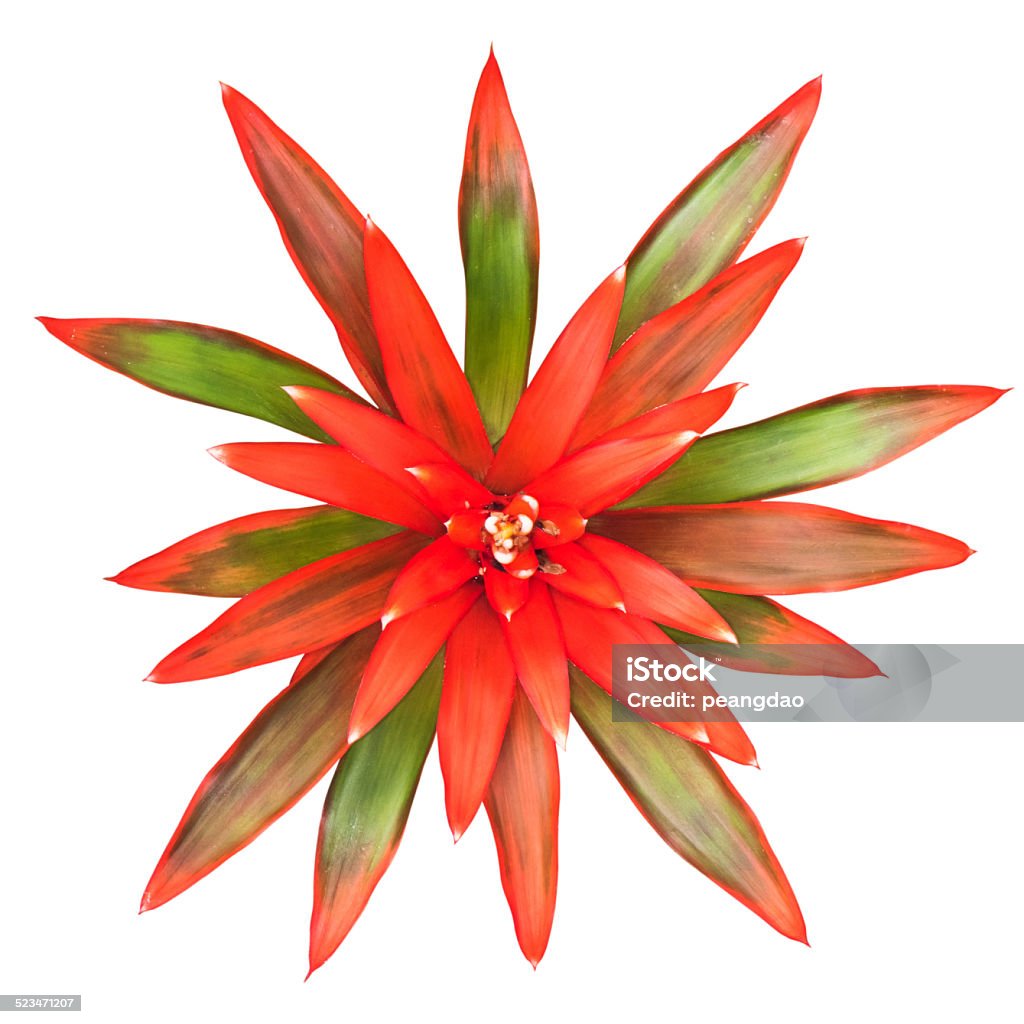 Bromeliad isolated Bromeliad Stock Photo