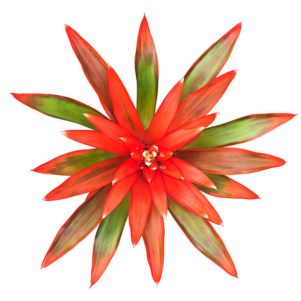 Bromeliad isolated Bromeliad isolated bromeliad photos stock pictures, royalty-free photos & images
