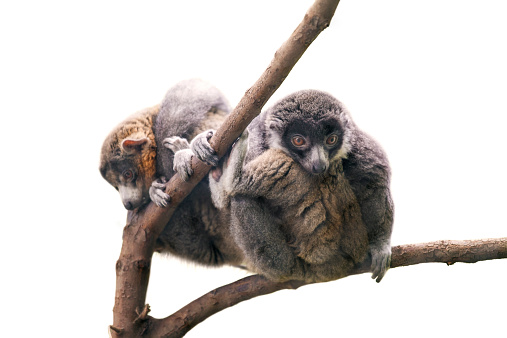 Mongoose Lemurs sitting in tree