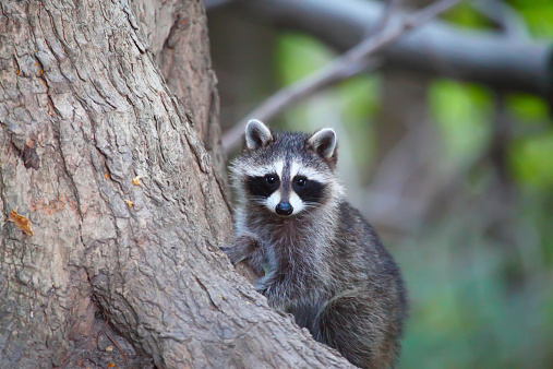A close-up image of a cute little raccoon cub looking at camera. Cute Toronto raccoon in a forest.