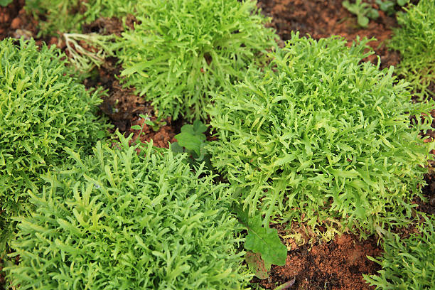 istock Ruccola plants in growth at garden 523472478