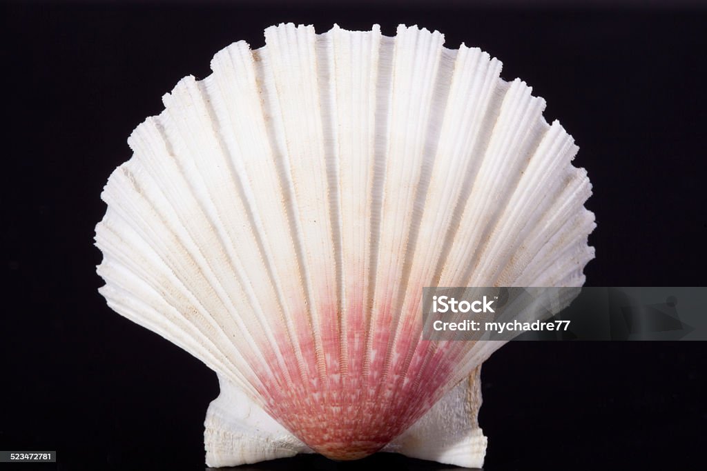 sea shell of bivalvia on black background macro Animal Stock Photo