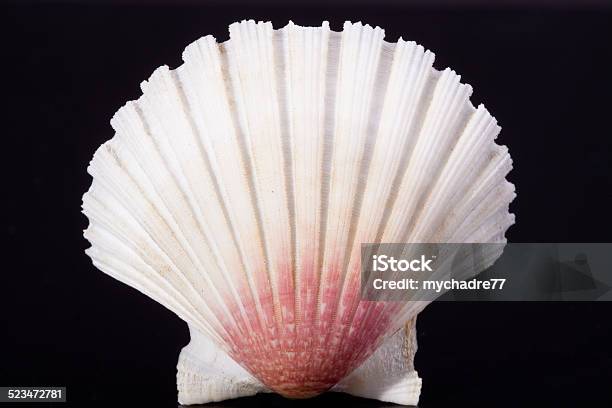 Sea Shell Of Bivalvia On Black Background Macro Stock Photo - Download Image Now - Animal, Animal Shell, Animal Skeleton