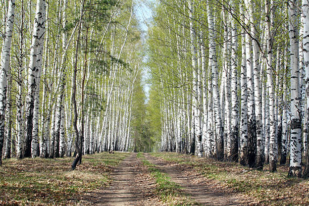 Beautiful birch trees along a country road.