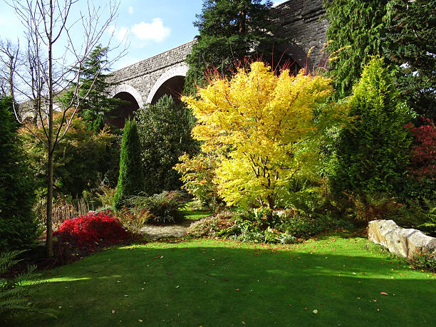 istock Yellow autumn leaves, coral-bark maple fall-colour (acer-palmatum 'senkaki'), Japanese maple 523473759