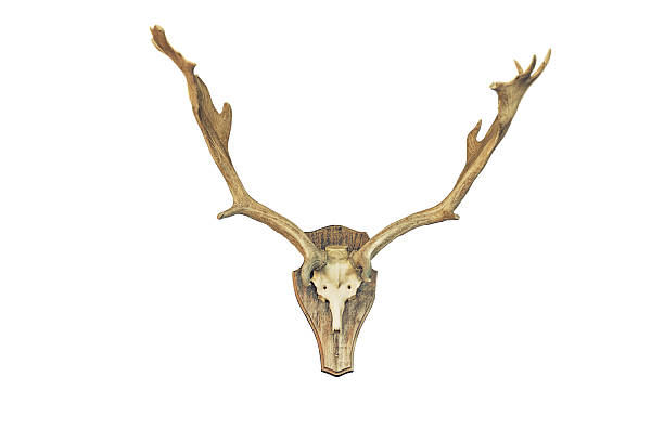istock hunting trophy animal skull head deer 523473975