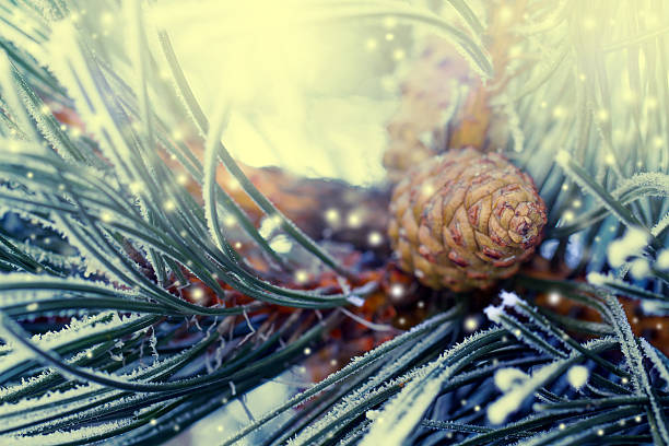 pine tree les branches recouvertes de givre - winter close up nature macro photos et images de collection