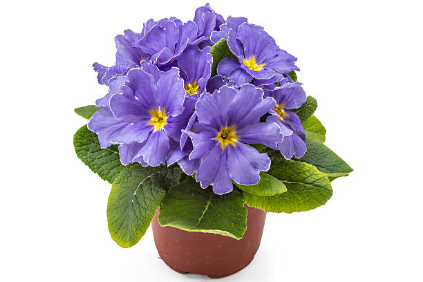 istock Primroses flowers, Primula Polyanthus 523474458