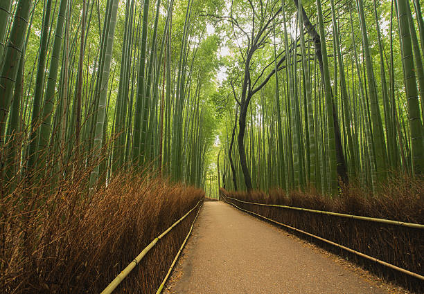 istock Small path leads through the bamboo forest, Kyoto, Japan 523474648