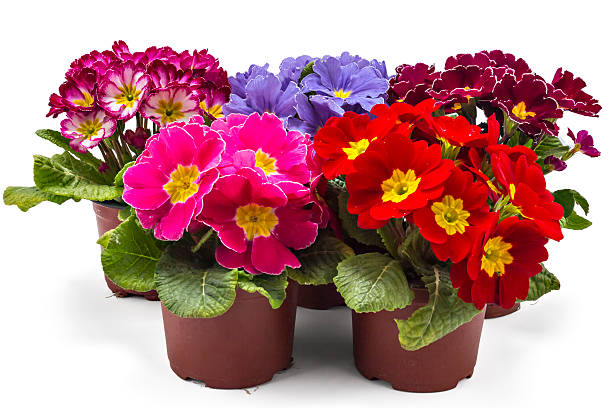 istock Primroses flowers, Primula Polyanthus 523474662